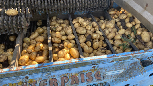 15 KG Box of Potatoes - Saggita  Potatoes